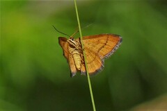 Idaea flaveolaria