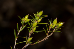 Hibbertia exutiacies