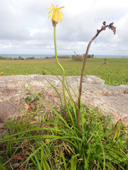 Kniphofia drepanophylla