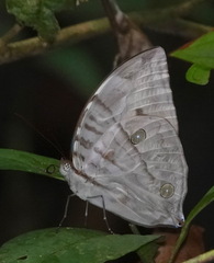 Zeuxidia aurelius