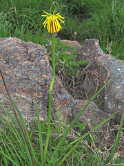 Kniphofia drepanophylla