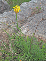 Kniphofia drepanophylla