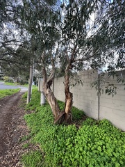 Eucalyptus leucoxylon connata