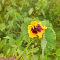 Abutilon