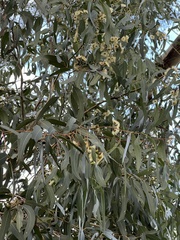 Eucalyptus leucoxylon connata