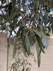 Eucalyptus leucoxylon connata