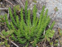 Euphorbia flanaganii