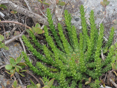 Euphorbia flanaganii