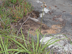 Tulbaghia acutiloba