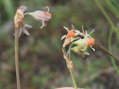 Tulbaghia acutiloba