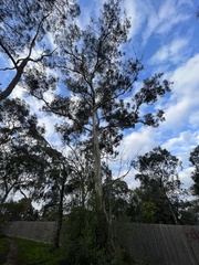 Eucalyptus leucoxylon connata