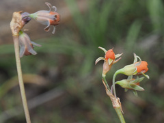 Tulbaghia acutiloba