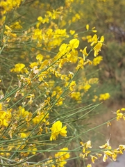 Genista aetnensis