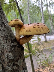 Pholiota