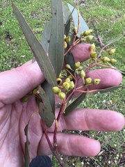 Eucalyptus leucoxylon connata