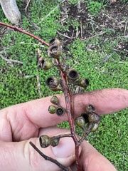 Eucalyptus leucoxylon connata