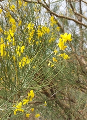 Genista aetnensis