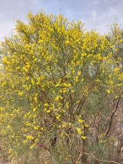 Genista aetnensis