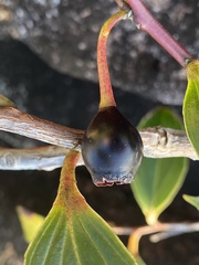 Paphia meiniana
