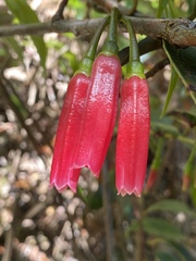 Paphia meiniana