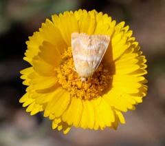 Schinia miniana