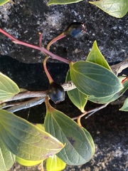 Paphia meiniana