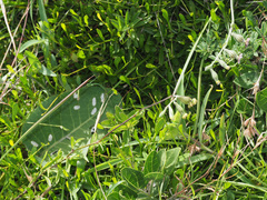 Silene burchellii multiflora