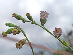 Silene burchellii multiflora