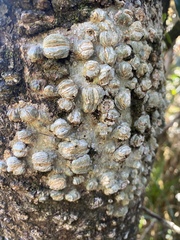 Balanops australiana