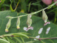 Silene burchellii multiflora
