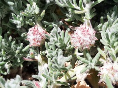 Dissocarpus paradoxus