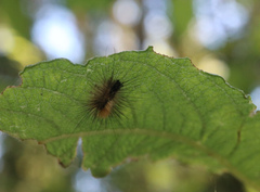 Acronicta auricoma