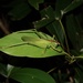 Hexacentrus unicolor - Photo (c) orthoptera-jp, some rights reserved (CC BY-NC), uploaded by orthoptera-jp