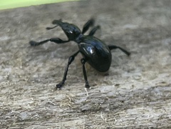 Rhynolaccus formicarius