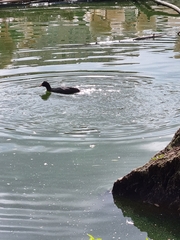Fulica atra