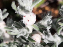 Dissocarpus paradoxus