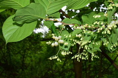 Pterostyrax corymbosus