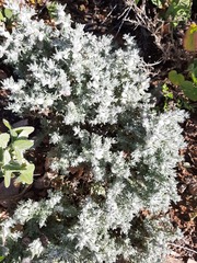 Dissocarpus paradoxus