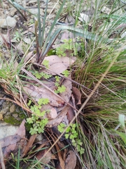 Oxalis