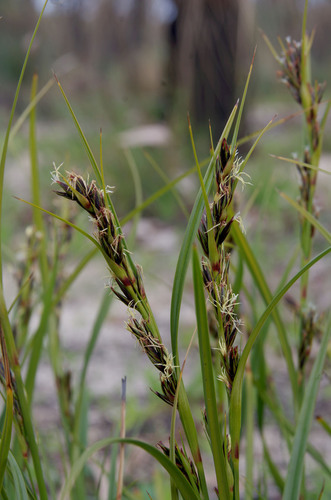 Tetraria octandra