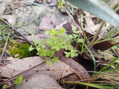 Oxalis