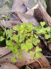 Oxalis