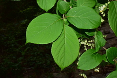 Pterostyrax corymbosus