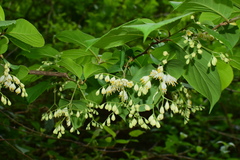 Pterostyrax corymbosus