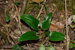 Ainsliaea fragrans