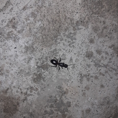 Camponotus