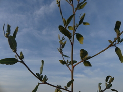 Chenopodium striatiforme