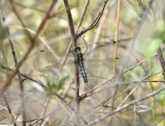 Orthetrum albistylum