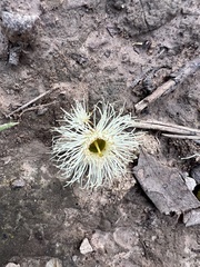 Eucalyptus leucoxylon connata