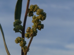 Chenopodium striatiforme